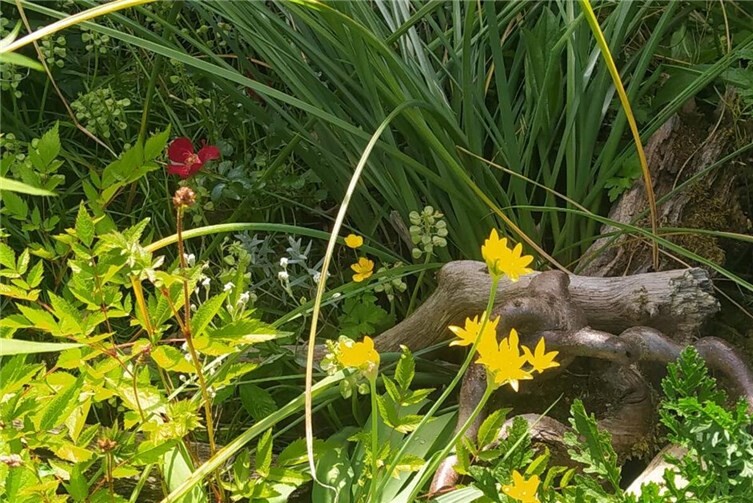 Blumenschmuckprämierung in Remagen für kreative Vorgärten und Balkone