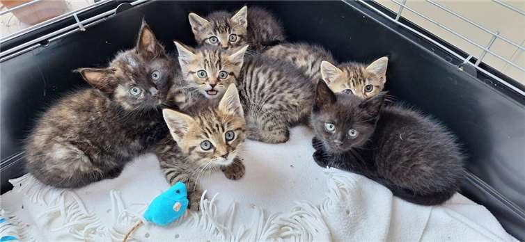 Volles Haus: Die Katzenschutzfreunde beherbergen aktuell 93 Katzen 