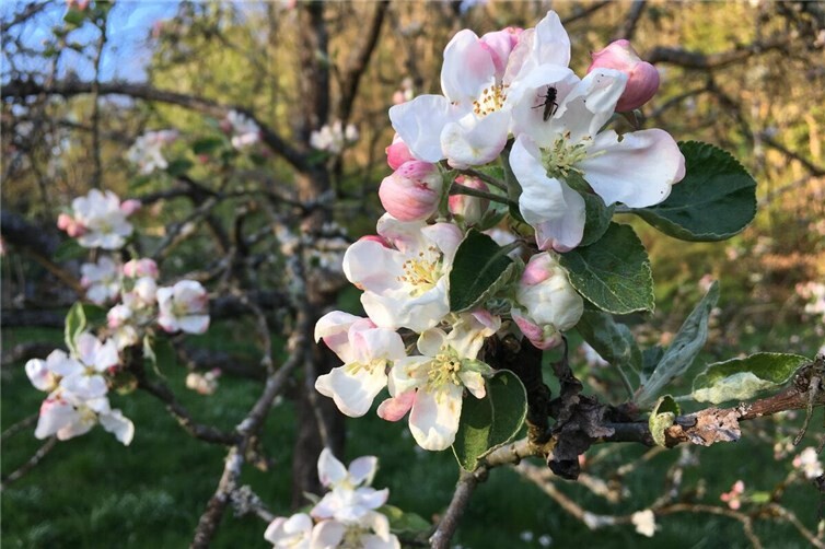 Kostenlose Infoveranstaltung zu Streuobstwiesen in Antweiler am 25. April 2026