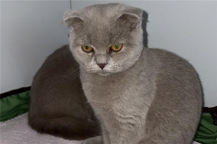 BKH-Mix Katze Ariane sucht Für-immer-Zuhause