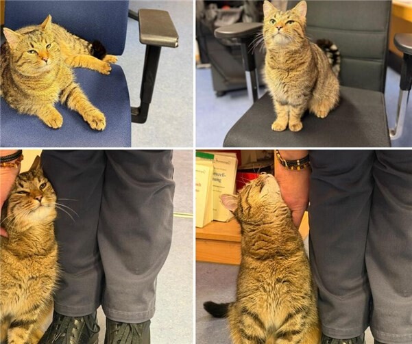 07.01.: Kuschel-Alarm bei der Polizei Ahrweiler: Fund-Kater Buddy möchte wieder nach Hause