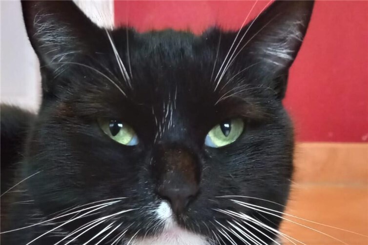 Charly und Eddy suchen gemeinsames Zuhause