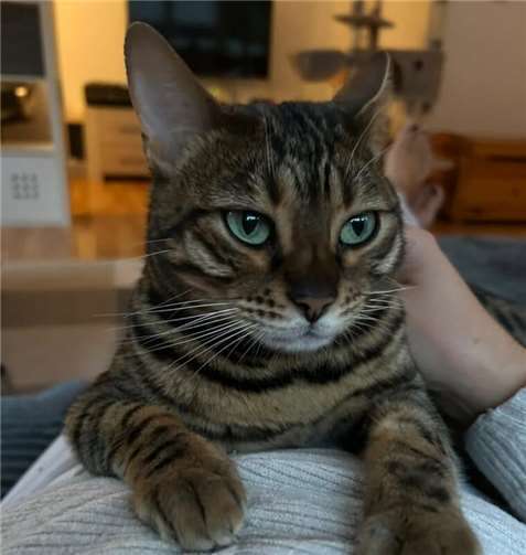 Am 08.08. ist Weltkatzentag 