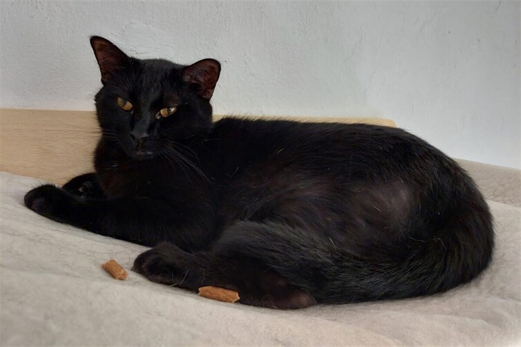 Siam-Mix Katzen Da Vinci und Mona Lisa suchen gemeinsames Zuhause