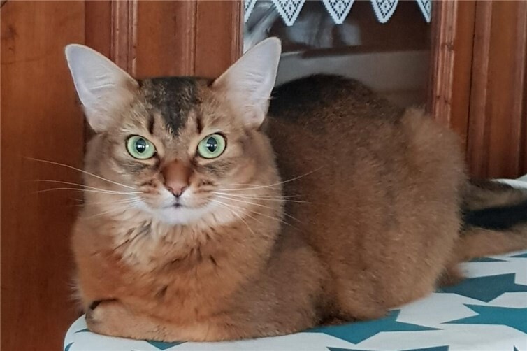 Somali Katzendame sucht Menschen mit Liebe und Geduld