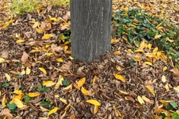 Wenn Herbstlaub zum Problem wird