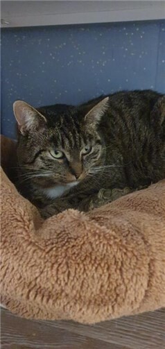 Dusty hofft auf ein glückliches neues Jahr