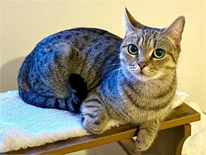 Wer schenkt Kira ein Körbchen für immer?