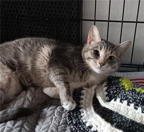 Susi sucht ein Zuhause