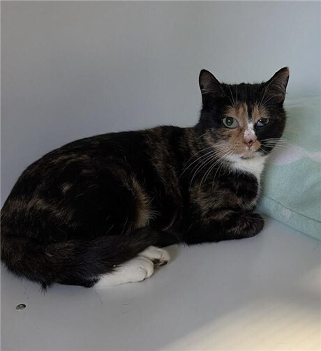 Zelda hofft auf ein glückliches Neues Jahr!