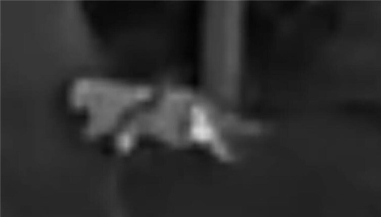 14.11: Verwaltung: Mutmaßliche Großkatze bei Altenahr „wahrscheinlich nicht gefährlich“