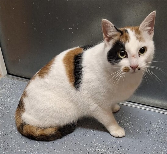 Wer schenkt Püppi ein Körbchen für immer?