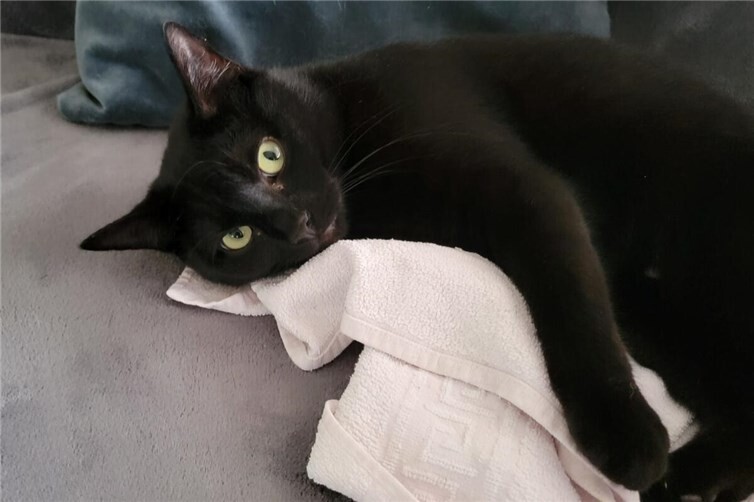 Unkomplizierte Zuckerschnute sucht ein Für-immer-Zuhause ohne Artgenossen