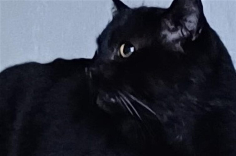 Erwin, Schmusekater sucht liebevolles Zuhause