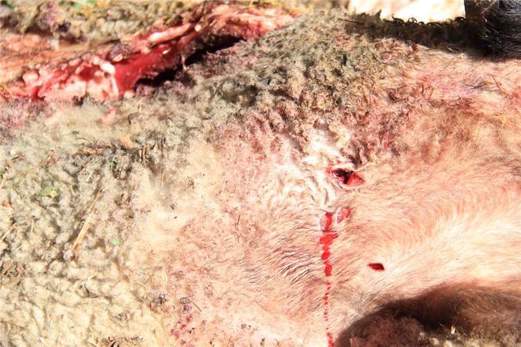 Wolf soll Mutterschaf auf Weide am Walderlebnispark Kempenich gerissen haben 