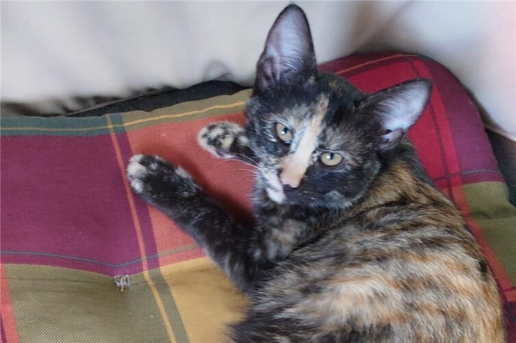 Wer schenkt Ella Liebe und Geborgenheit