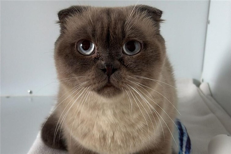 BKH-Mix Kater Finn sucht Körbchen für immer