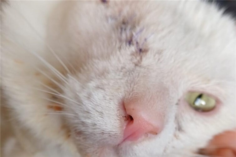 Spendenaufruf für schwer verletzten Kater Yuki in Bad Neuenahr