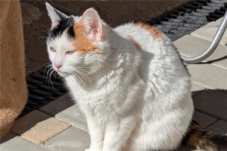 Tricolor-Katze Eva sucht ruhiges Zuhause mit Freigang in der Nähe