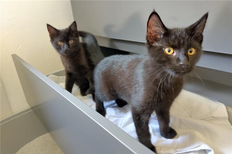 Kitten Hilda sucht Körbchen für immer