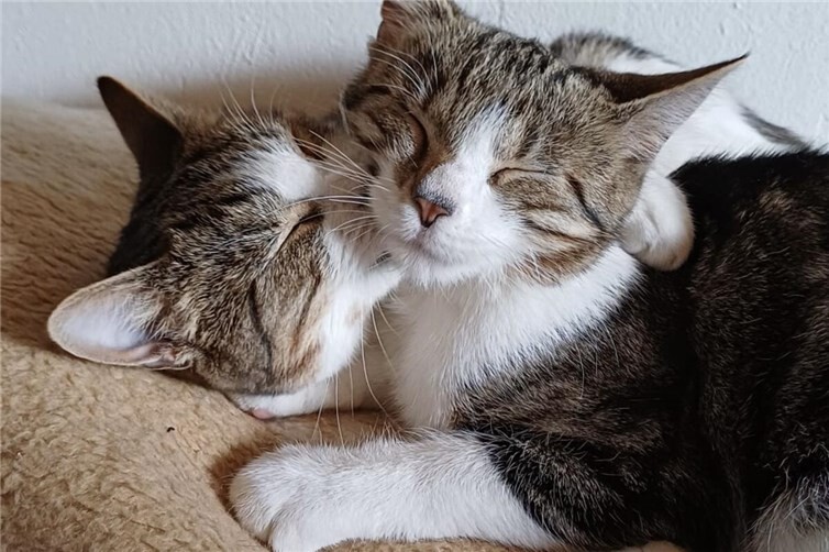Holly und Chili: Verspielte Katzen suchen liebevolles Zuhause