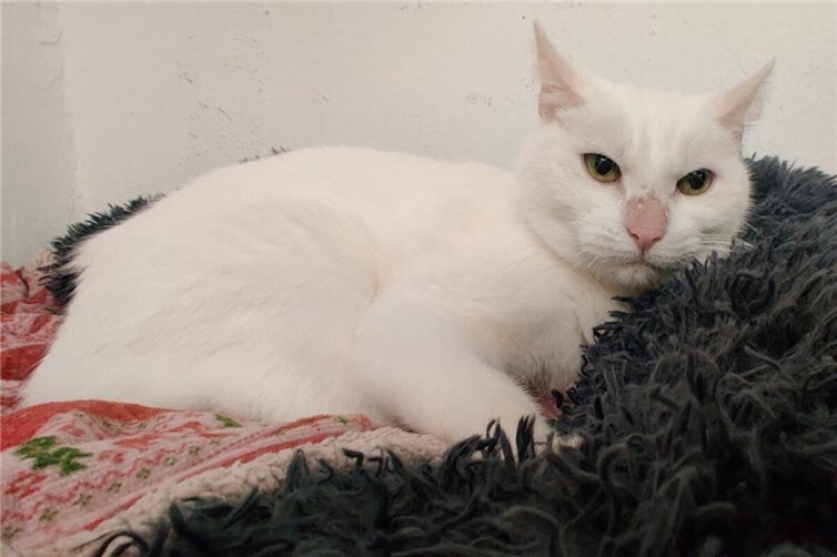 Taube Katze sucht erfahrenes Zuhause ohne Freigang