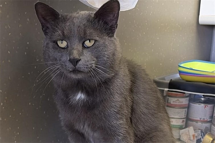 Schmusekater hofft auf ein schönes Für-immer-Zuhause