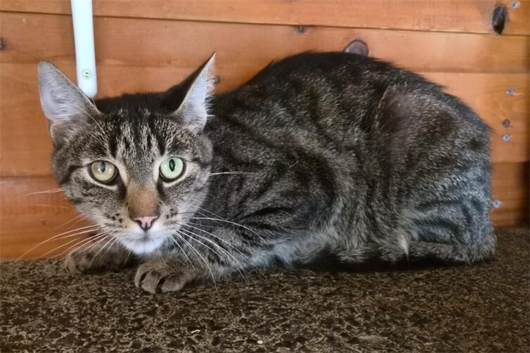 Schmusekater sucht Für-immer-Zuhause