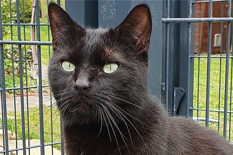 Momo sucht ein liebevolles Zuhause