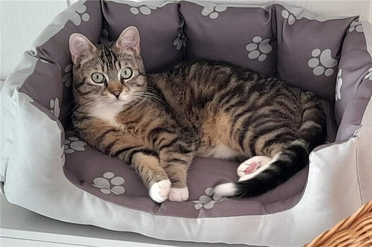 Wer schenkt Kater Olli ein Körbchen für immer?