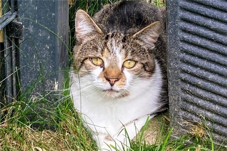 Rambo - schüchtern aber hoffnungsvoll