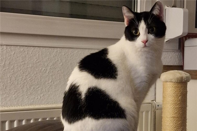 Katzendame Holly sucht liebevolles Zuhause