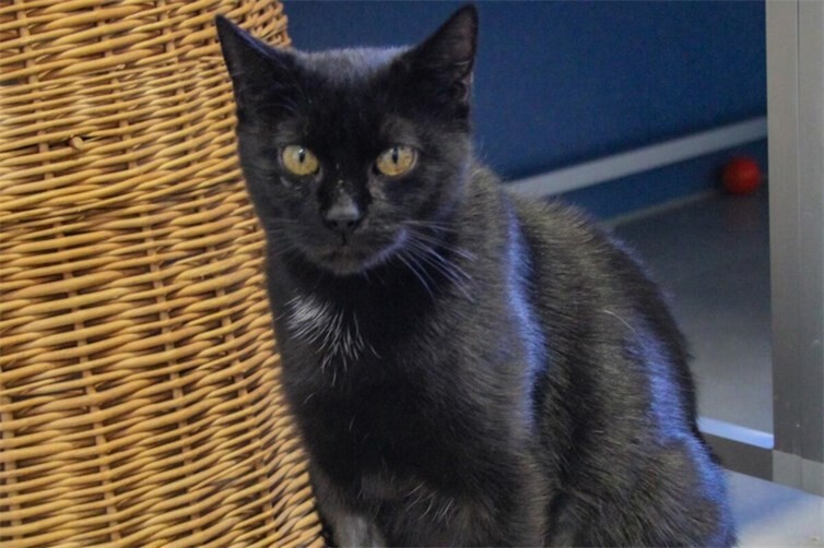 Schmusekatze sucht Körbchen für immer