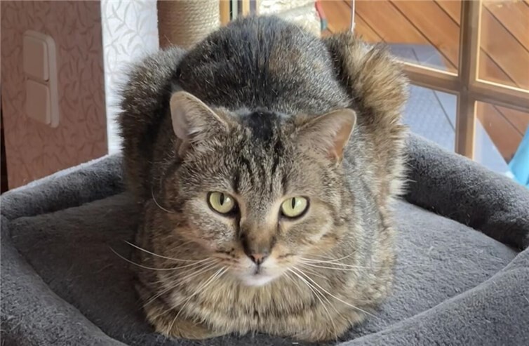 12.04.: Hohe Belohnung: Wer hat Katze Kitty in Sinzig erschossen?