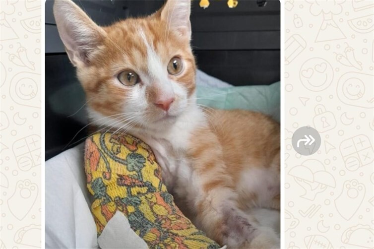 Notfallkätzchen Loki wurde nicht abgewiesen – die Katzenschutzfreunde halfen