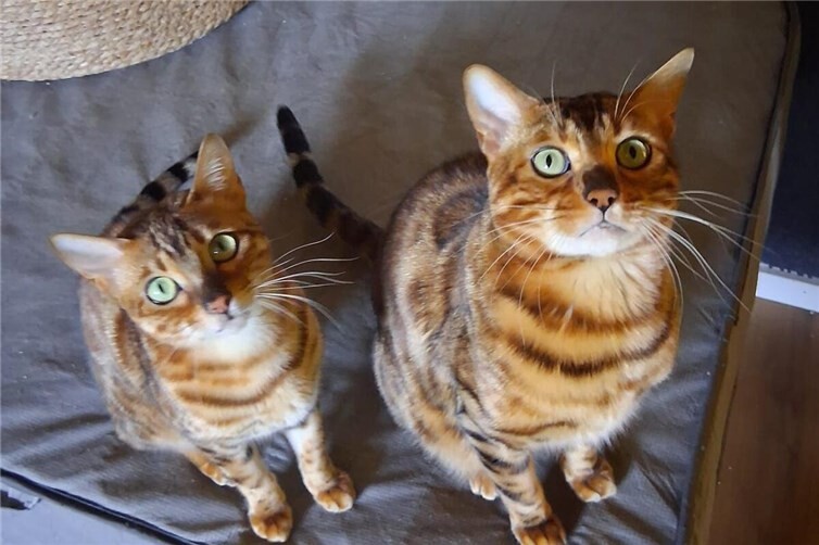Bengalkatzen Geschwister suchen gemeinsames Zuhause