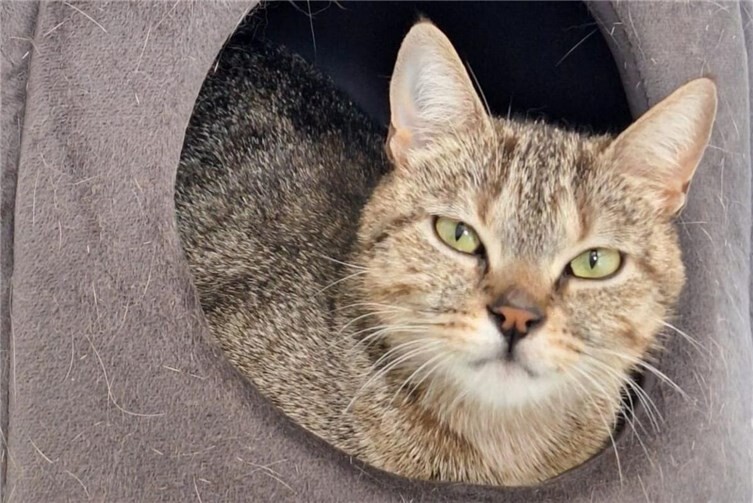 Liebe Katze Maja sucht fürsorgliche Menschen