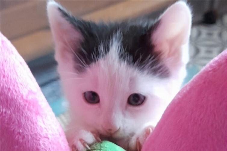 Viele kleine Katzenkinder suchen liebevolles Zuhause