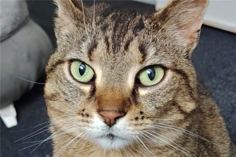 Verschmuste Tigerkatze sucht liebevolles Zuhause