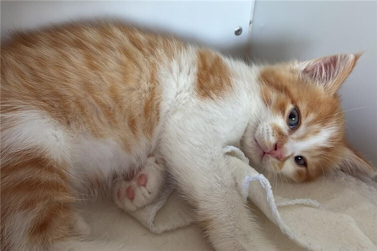 Verspieltes Katerchen Nils sucht Zuhause mit Artgenossen