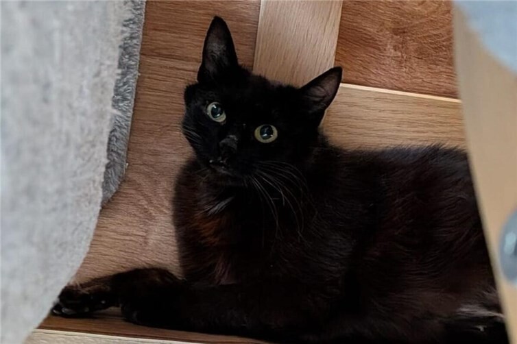 Nova sucht liebevolles Zuhause