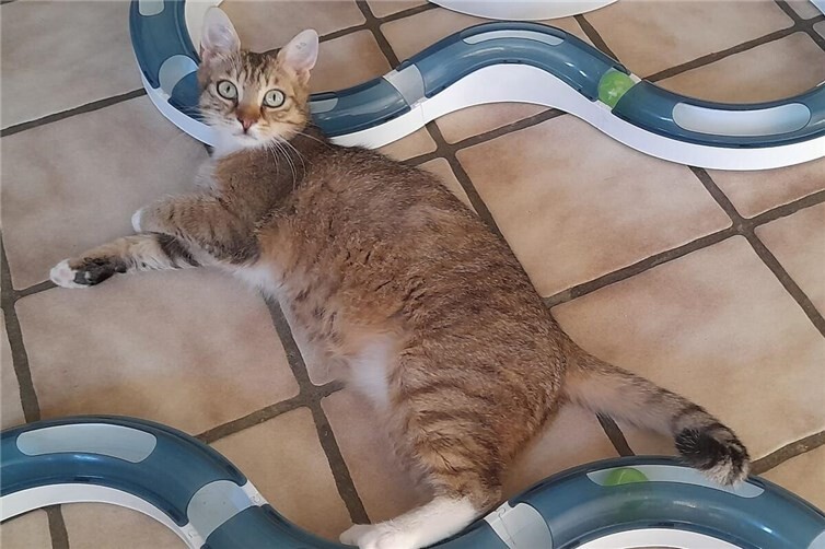 Wer schenkt Kater Peppino Geduld und Liebe?