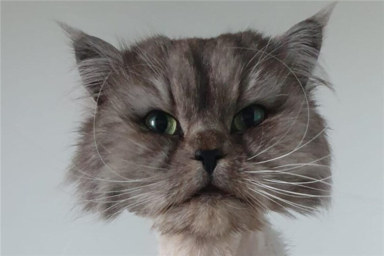 Perserkater Silver sucht neues liebevolles Zuhause