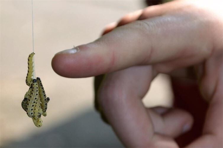 Wann wird der Frosch heiser?