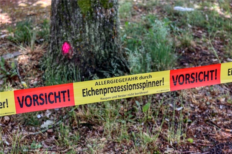 Eichenprozessionsspinner im Vormarsch: Tipps zum Schutz und zur Bekämpfung