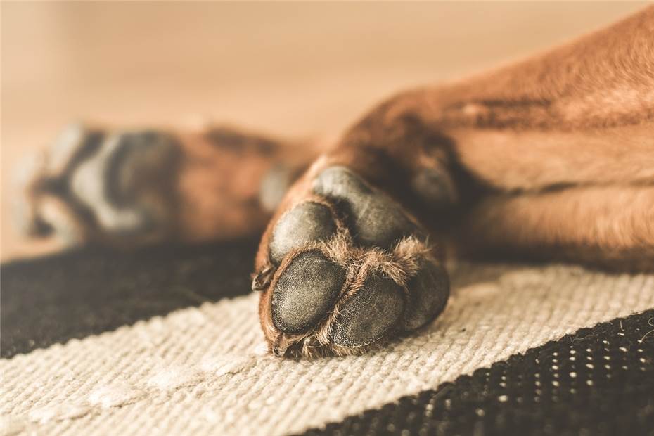  Nach Sprung in die Mosel: Hund „Famke“ nach 12 Tagen gerettet