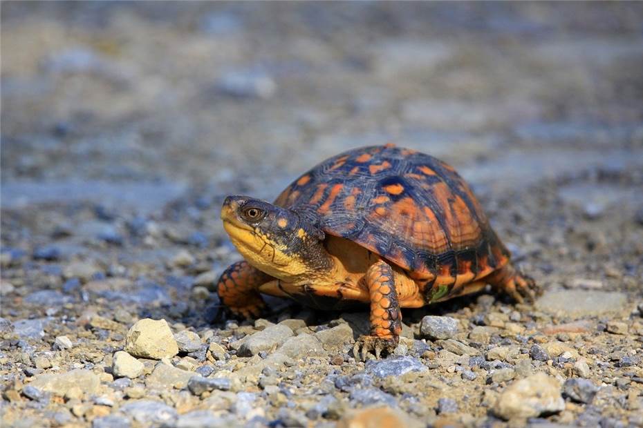  Schildkröte auf der Erpeler Ley entdeckt