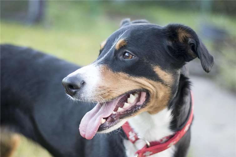 Kreisveterinäramt warnt davor, Tiere in Fahrzeugen zu lassen 