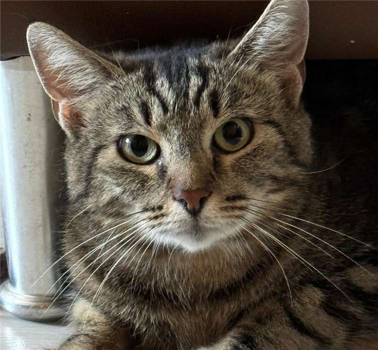 Die verschmuste Katze freut sich auf ein neues Zuhause 