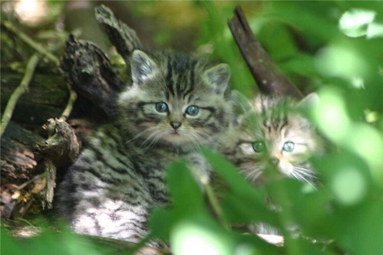 Wildkatzen im Wald: Verbreitung, Verhalten und Schutz in Deutschland